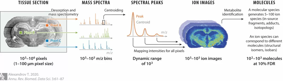 An imaging mass spectrometry (MS) dataset represents a collection of spectra acquired from a raster of pixels (Alexandrov, 2020)